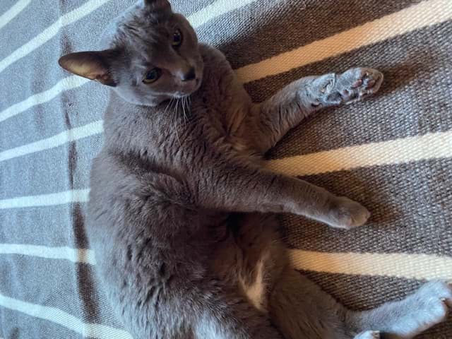 Picture of Pet Matte